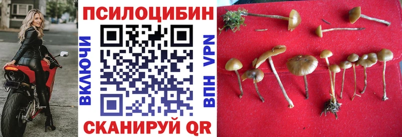 где можно купить наркотик  Калининград  Галлюциногенные грибы MAGIC MUSHROOMS 